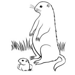 Dessin à colorier: Marmotte (Animaux) #10978 - Coloriages à imprimer