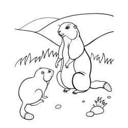 Dessin à colorier: Marmotte (Animaux) #10990 - Coloriages à imprimer
