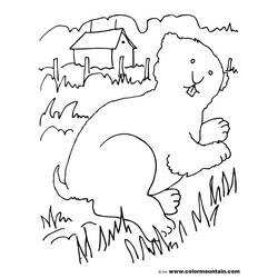 Dessin à colorier: Marmotte (Animaux) #11065 - Coloriages à imprimer