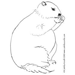 Dessin à colorier: Marmotte (Animaux) #11073 - Coloriages à imprimer