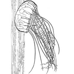 Coloriage Méduse (Animaux) #208795 à imprimer et colorier