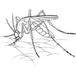 Dessin à colorier: Moustique (Animaux) #207176 - Coloriages à Imprimer Gratuits