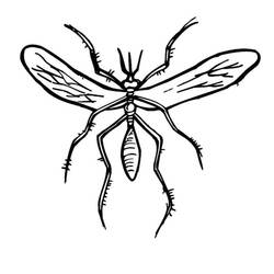 Coloriage Moustique (Animaux) #207188 à imprimer et colorier