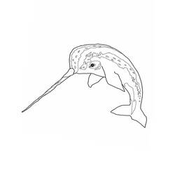 Coloriage Narval (Animaux) #186640 à imprimer et colorier