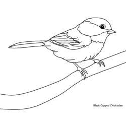 Dessin à colorier: Oiseaux (Animaux) #11845 - Coloriages à imprimer
