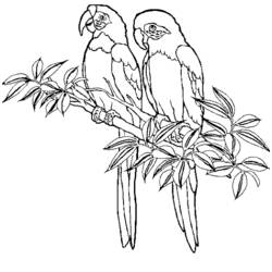 Dessin à colorier: Oiseaux (Animaux) #11927 - Coloriages à Imprimer Gratuits