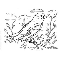 Dessin à colorier: Oiseaux (Animaux) #11936 - Coloriages à imprimer