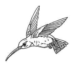 Dessin à colorier: Oiseaux (Animaux) #12001 - Coloriages à Imprimer Gratuits