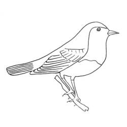 Dessin à colorier: Oiseaux (Animaux) #12021 - Coloriages à imprimer