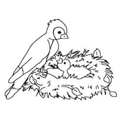 Dessin à colorier: Oiseaux (Animaux) #12145 - Coloriages à Imprimer Gratuits