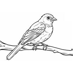 Dessin à colorier: Oiseaux (Animaux) #215821 - Coloriages à Imprimer Gratuits