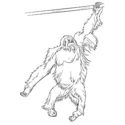 Dessin à colorier: Orang Outan (Animaux) #191570 - Coloriages à Imprimer Gratuits