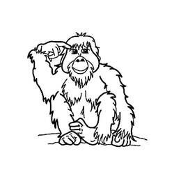 Dessin à colorier: Orang Outan (Animaux) #191572 - Coloriages à Imprimer Gratuits