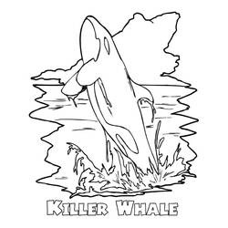 Coloriage Orque (Animaux) #213457 à imprimer et colorier