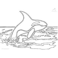 Coloriage Orque (Animaux) #213469 à imprimer et colorier