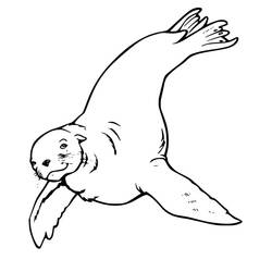 Dessin à colorier: Otarie (Animaux) #192532 - Coloriages à Imprimer Gratuits