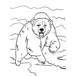 Coloriage Ours (Animaux) #217205 à imprimer et colorier