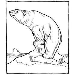 Dessin à colorier: Ours Polaire (Animaux) #201247 - Coloriages à Imprimer Gratuits