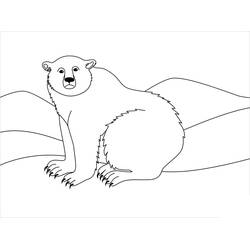 Dessin à colorier: Ours Polaire (Animaux) #201254 - Coloriages à Imprimer Gratuits