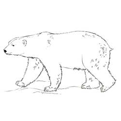 Dessin à colorier: Ours Polaire (Animaux) #201255 - Coloriages à Imprimer Gratuits