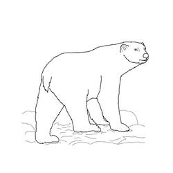 Dessin à colorier: Ours Polaire (Animaux) #201258 - Coloriages à Imprimer Gratuits