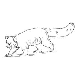 Dessin à colorier: Panda Roux (Animaux) #212046 - Coloriages à Imprimer Gratuits