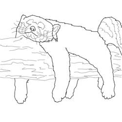 Dessin à colorier: Panda Roux (Animaux) #212057 - Coloriages à Imprimer Gratuits