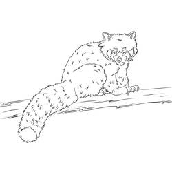 Dessin à colorier: Panda Roux (Animaux) #212064 - Coloriages à Imprimer Gratuits