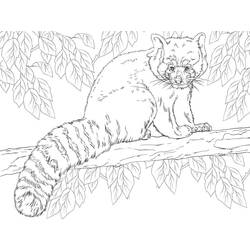 Dessin à colorier: Panda Roux (Animaux) #212067 - Coloriages à Imprimer Gratuits