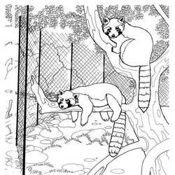 Dessin à colorier: Panda Roux (Animaux) #212071 - Coloriages à Imprimer Gratuits