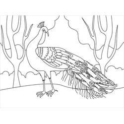 Dessin à colorier: Paon (Animaux) #197581 - Coloriages à Imprimer Gratuits