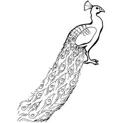 Dessin à colorier: Paon (Animaux) #197600 - Coloriages à Imprimer Gratuits