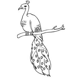 Coloriage Paon (Animaux) #197611 à imprimer et colorier