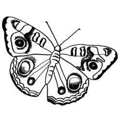 Dessin à colorier: Papillon (Animaux) #15718 - Coloriages à Imprimer Gratuits