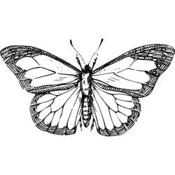 Dessin à colorier: Papillon (Animaux) #15761 - Coloriages à Imprimer Gratuits