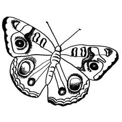 Coloriage Papillon (Animaux) #175107 à imprimer et colorier