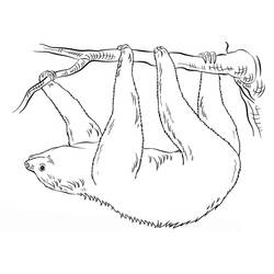 Dessin à colorier: Paresseux (Animaux) #210422 - Coloriages à Imprimer Gratuits