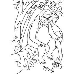 Dessin à colorier: Paresseux (Animaux) #210444 - Coloriages à Imprimer Gratuits