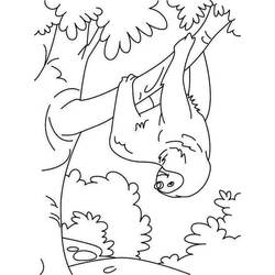 Dessin à colorier: Paresseux (Animaux) #210445 - Coloriages à Imprimer Gratuits