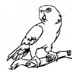 Dessin à colorier: Perroquet (Animaux) #16105 - Coloriages à imprimer