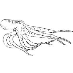 Dessin à colorier: Pieuvre (Animaux) #18978 - Coloriages à imprimer