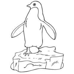 Dessin à colorier: Pingouin (Animaux) #16864 - Coloriages à imprimer