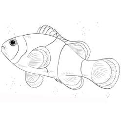 Dessin à colorier: Poisson Clown (Animaux) #218329 - Coloriages à Imprimer Gratuits