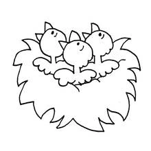 Coloriage Poussin (Animaux) #20104 à imprimer et colorier