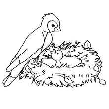 Coloriage Poussin (Animaux) #20106 à imprimer et colorier