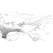 Coloriage Poussin (Animaux) #20315 à imprimer et colorier