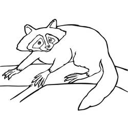 Dessin à colorier: Raton laveur (Animaux) #208491 - Coloriages à Imprimer Gratuits