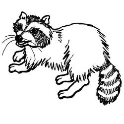 Dessin à colorier: Raton laveur (Animaux) #208496 - Coloriages à Imprimer Gratuits