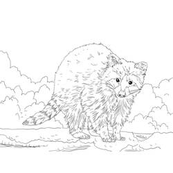 Dessin à colorier: Raton laveur (Animaux) #208499 - Coloriages à Imprimer Gratuits