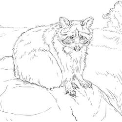 Dessin à colorier: Raton laveur (Animaux) #208500 - Coloriages à Imprimer Gratuits